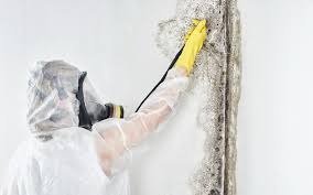 Mold Inspection